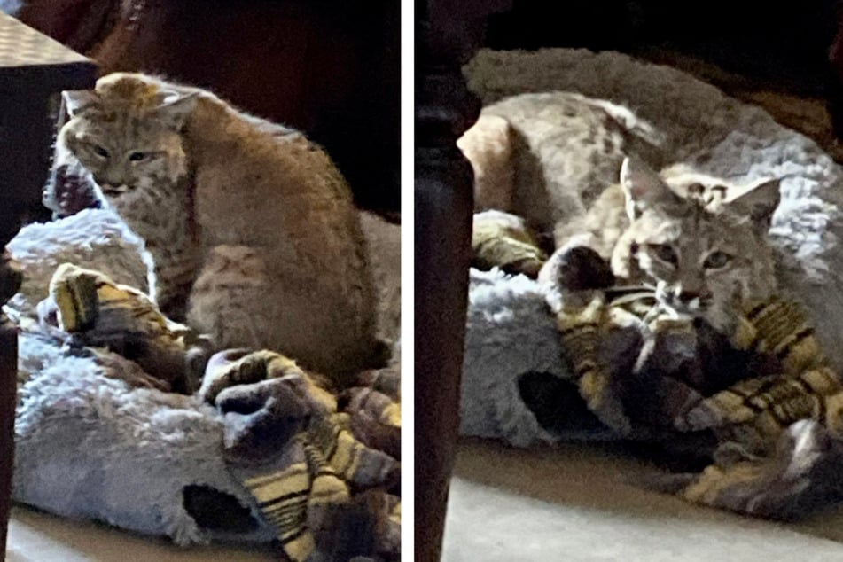 Arizona bobcat beats up chihuahua to take over his bed!
