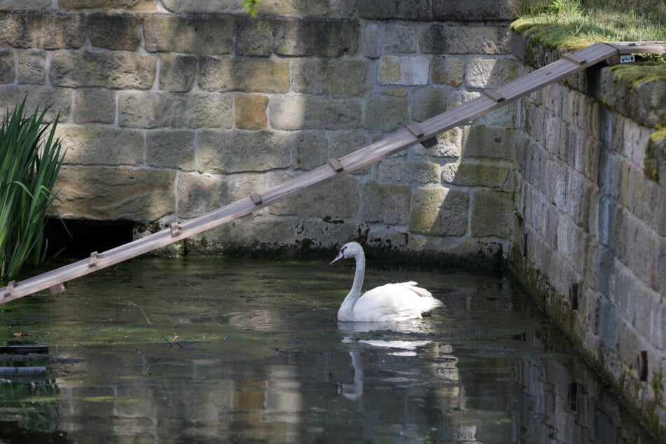 Graupas einzig verbliebener Schwan "Schwanhilde" ist tot. (Archivfoto)