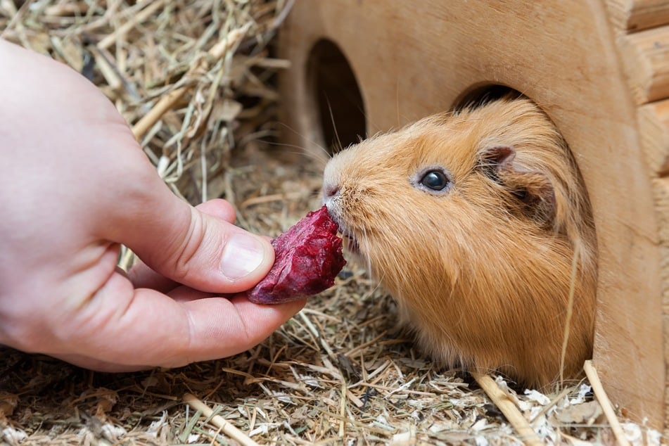 In freudiger Erwartung auf Frischfutter oder ein Leckerli quieken Meerschweine.