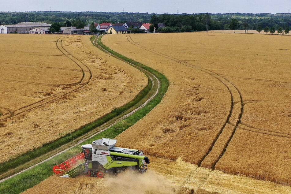 Zwei Mähdrescher ernten Wintergerste. In Sachsen geht immer mehr Grünland und Acker verloren.