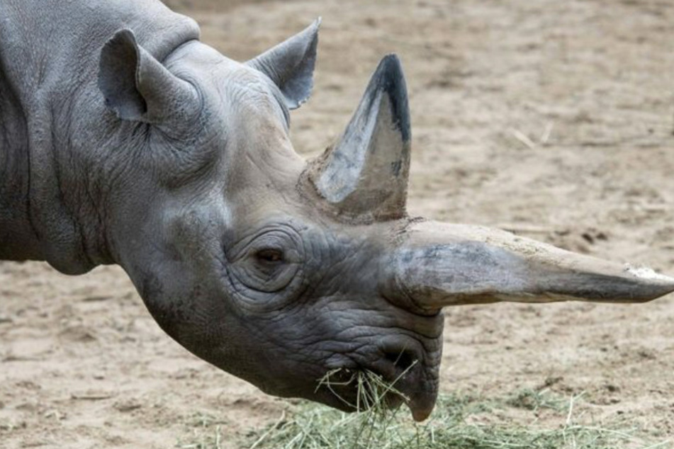 Das Spitzmaulnashorn Kilugani wurde 46 Jahre alt.