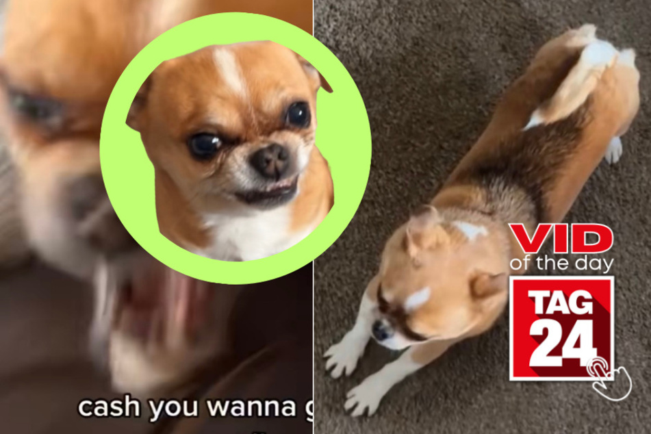 viral videos: Viral Video of the Day for April 7, 2023: Small but fierce pup
