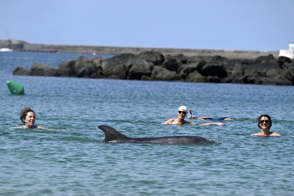 A female dolphin swims among bathers near the beach in the bay of Saint-Jean de Luz, southwestern France, on April 24, 2026.