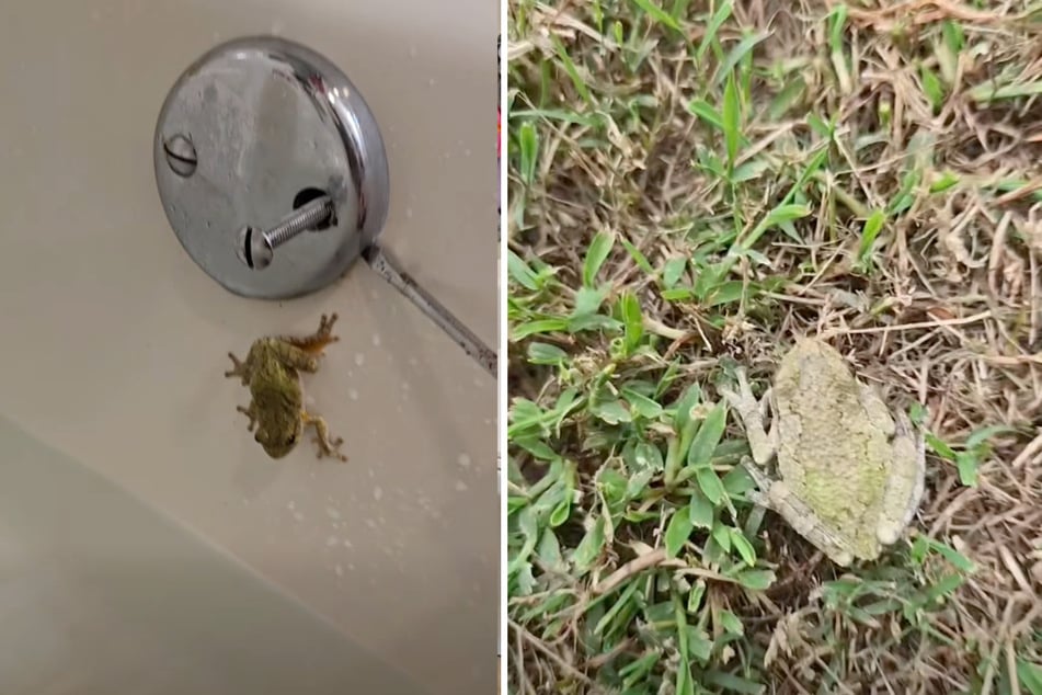 Der Familienvater befreite einen kleinen Laubfrosch und setzte ihn im Garten aus.