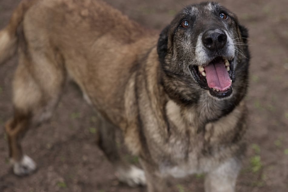 Malinois-Rüde Kong wartet im Hamburger Franziskus-Tierheim auf ein neues Zuhause.