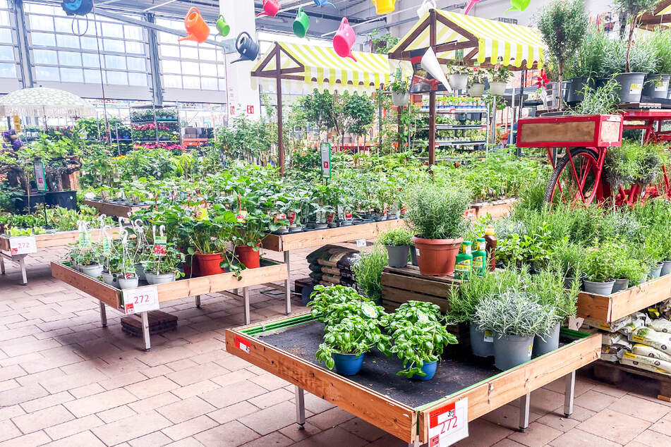 Bei BAUHAUS Dresden sind das die besten Angebote am Montag (13.4.)