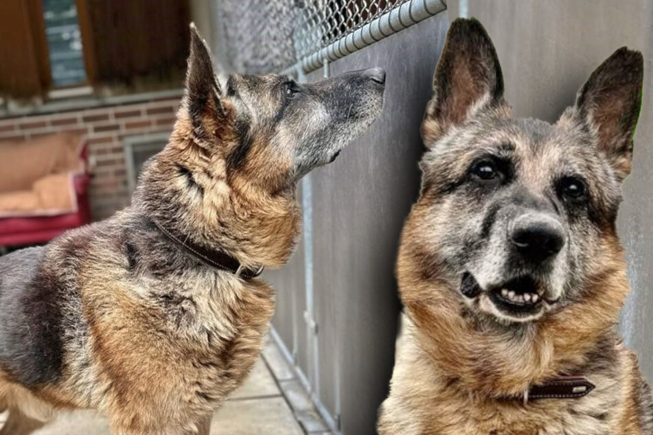 Hunde-Opa Gustl einfach ausgesetzt: Tierpfleger können es nicht fassen