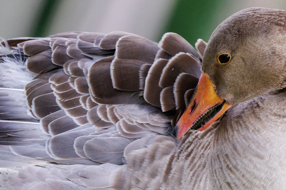 Geflügelpest bei zwei Wildvögeln in Regensburg festgestellt