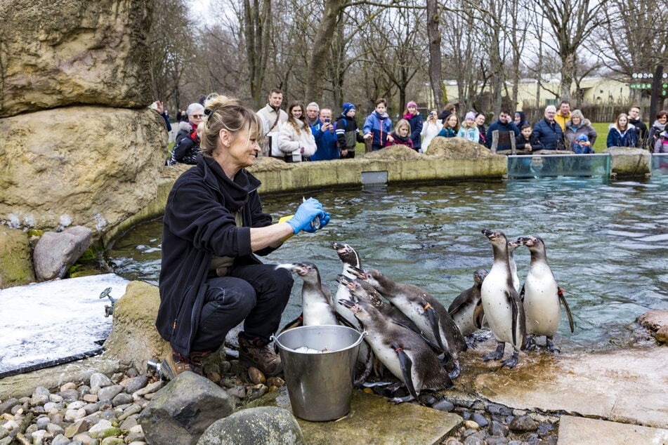 Der Tierpflegerin Heike Thiergen (62) fressen die Pinguine aus der Hand.