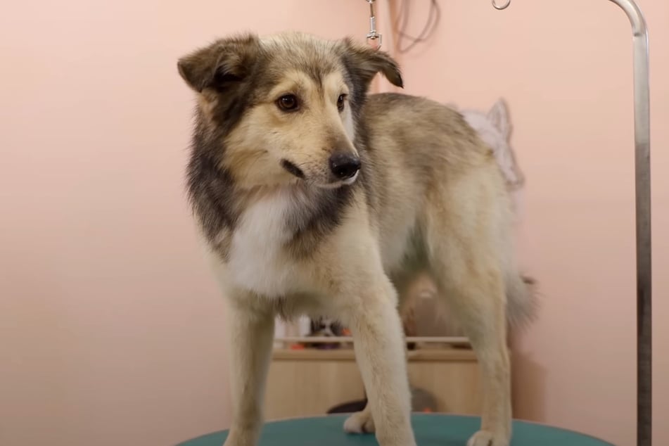 Gerettet und frisiert: So schön sieht Buran heute aus.