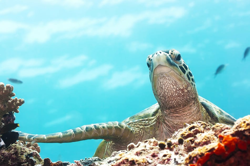 Acupuncture has been helpful to not just turtles, but snakes and lizards, too. (Stock image)