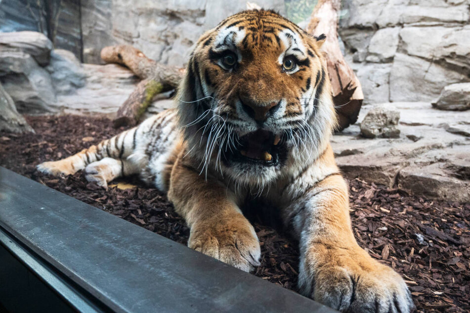 Der Sibirische Tiger Darius musste am Freitag aufgrund von altersbedingten Beschwerden eingeschläfert werden. (Archivfoto)