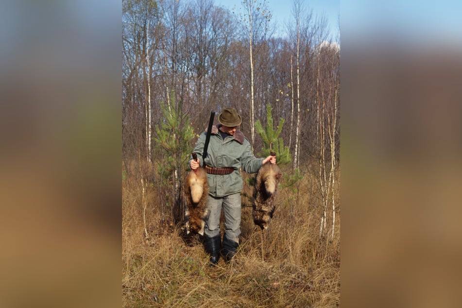 Ein Jäger trägt zwei erlegte Waschbären aus dem Wald. Das Töten der Tiere ist nur Besitzern von Jagdscheinen in Sachsen erlaubt.
