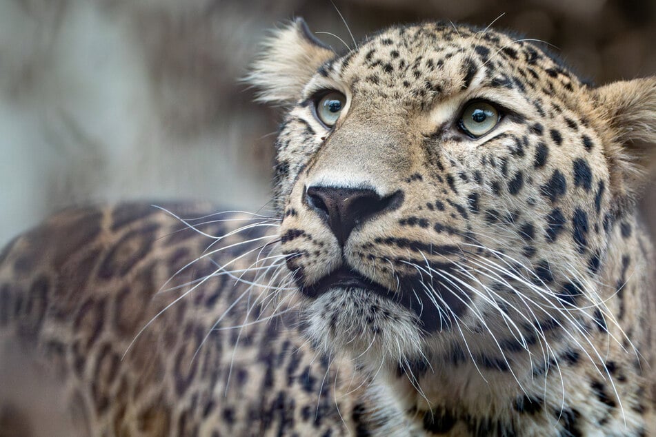 Vom Mittelmeer an den Neckar: Imposanter Leopard Khal ist der neue Star der Wilhelma