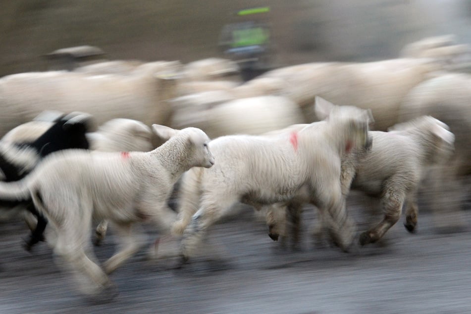 Sieben Schafe starben bei einem Autounfall im Landkreis Wittenberg. (Symbolbild)