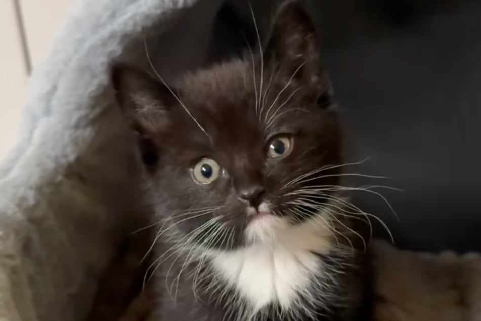 Im Tierheim Köln-Dellbrück sind die kleinen Katzen nun in Sicherheit.