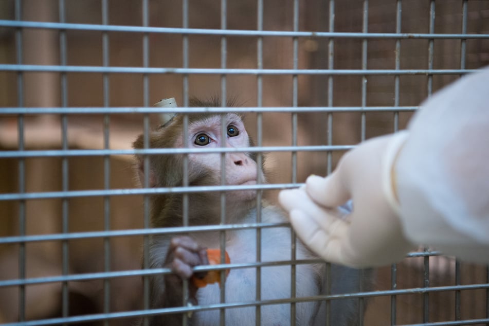 Ein Rhesus-Affe mit einem Implantat wird in der Tierhaltung im Max-Planck-Institut für biologische Kybernetik von einem Tierpfleger gefüttert. (Archivbild)