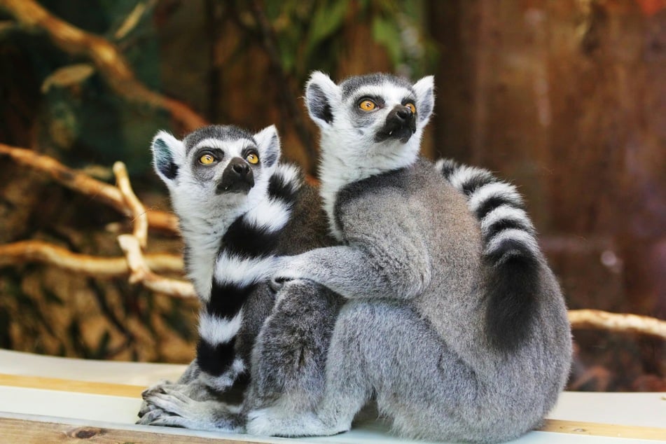 New research this week contradicted the commonly held idea that males dominate females among primates, revealing far more nuanced power dynamics in the relationships of our close relatives.