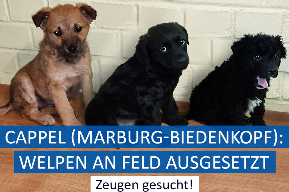Die Polizei veröffentlichte am Donnerstag auf Twitter ein Foto der drei Hundewelpen, die bei Marburg-Cappel gefunden wurden.
