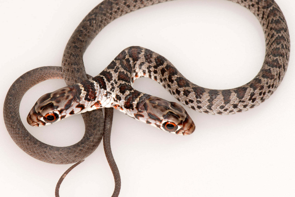 Two-headed snakes are very rare and often don't survive in the wild.