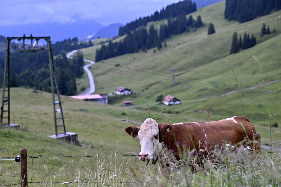 Plötzlich standen zwei Rinder auf der Fahrbahn. (Symbolfoto)