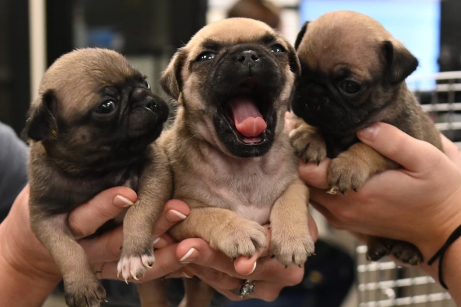 Die Mops-Welpen wurden einfach in einem Mülleimer entsorgt. Glücklicherweise wurden sie rechtzeitig gefunden.