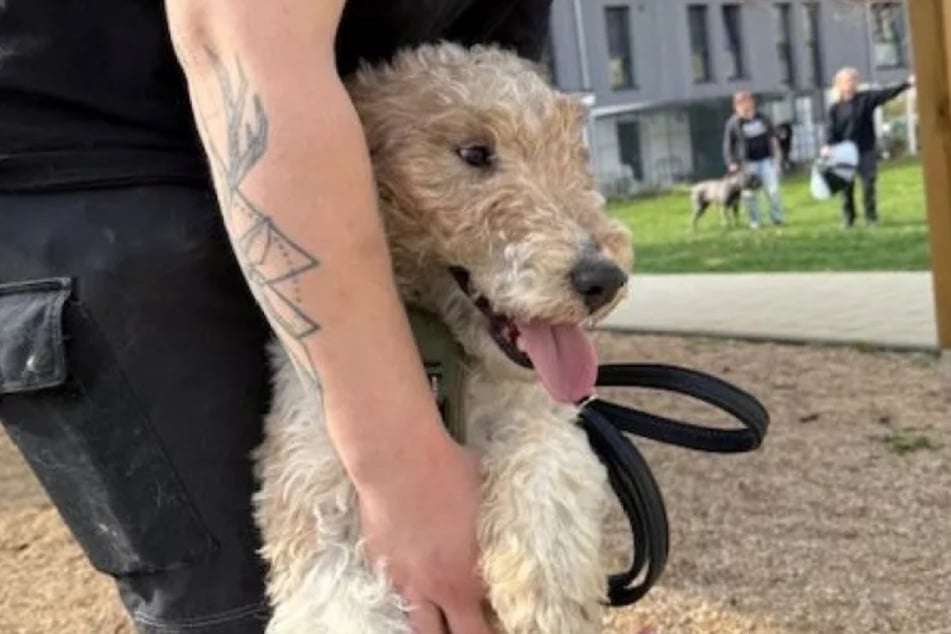 Boris sucht nach Terrier-Freunden, die sich mit seiner Rasse auskennen und viel mit ihm an der frischen Luft unterwegs sind.