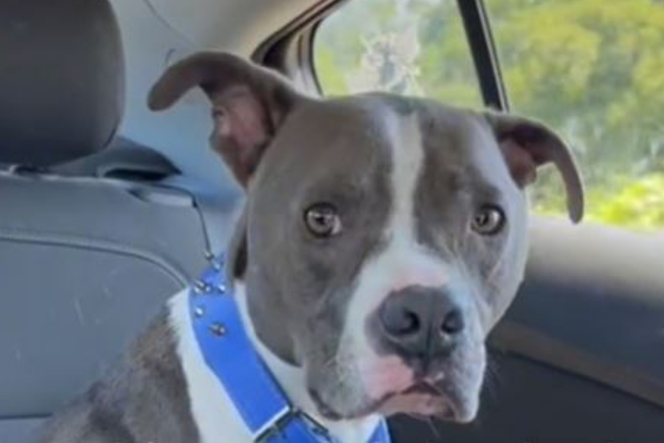 Missing dog found two years and 450 miles from its home the reunion is heart warming!