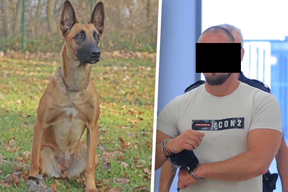 Polizeihund "Happy" erschnüffelt vorbestraften Skoda-Raser!