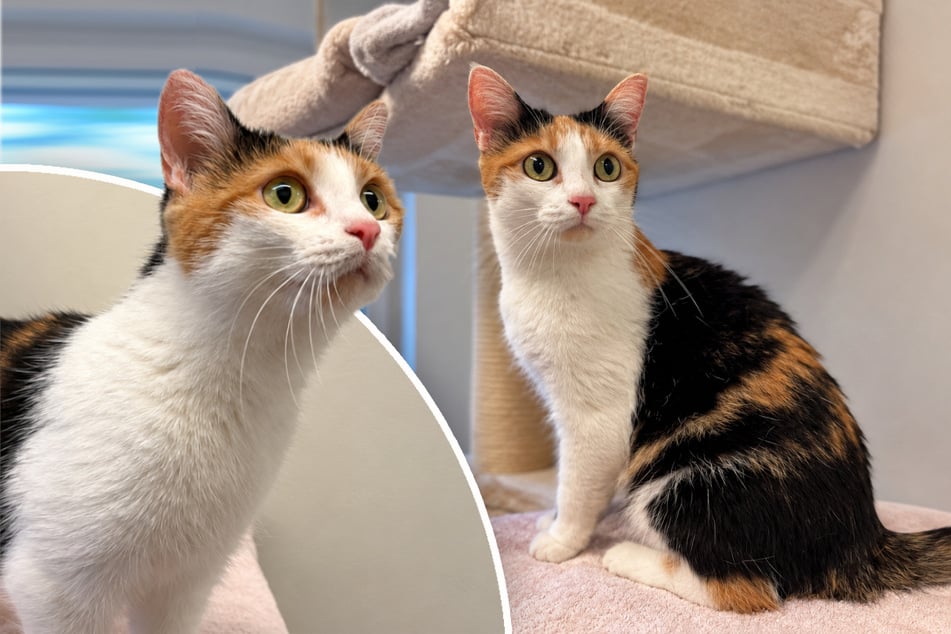Kurzhaar-Katze Mini ist FIV-positiv und hofft auf verständnisvolle Menschen.