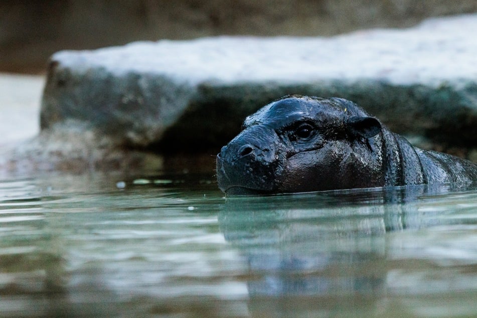 Bye-bye Toni: Bald muss das kleine Hippo-Mädchen den Berliner Zoo verlassen.