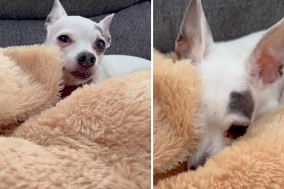 One dog's reaction to losing its pup-tastic pal is breaking hearts!