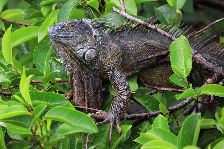 Iguanas spend a lot of their time in trees, so cold weather may make them drop out of them.