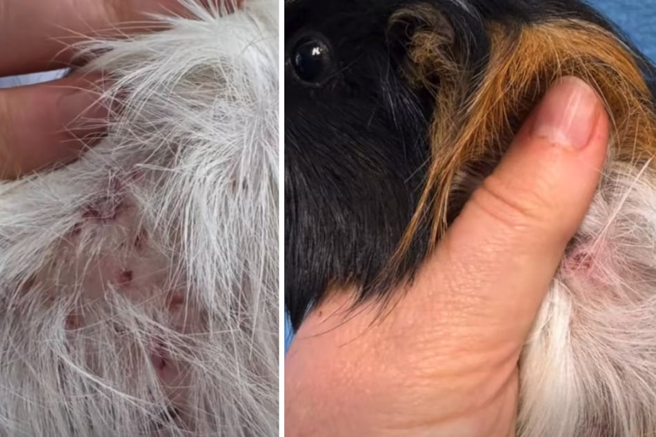 Eine riesige Gruppe vernachlässigter Meerschweinchen wurde mit Parasiten und anderen Erkrankungen entdeckt.