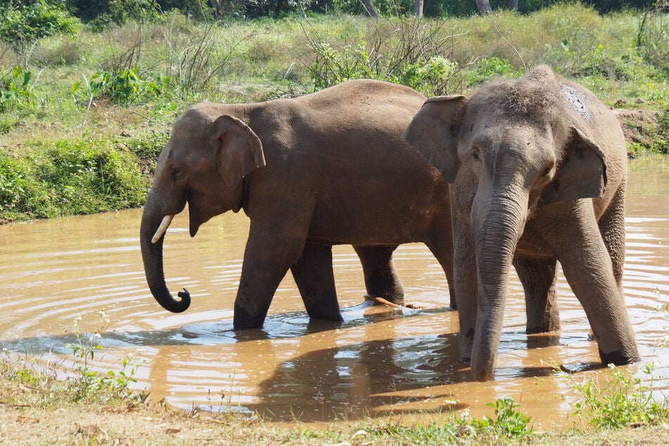75-jähriger Millionär von Elefanten zu Tode getrampelt
