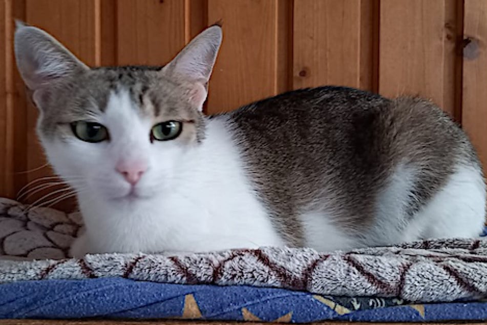 Im Frankfurter Tierheim sitzend, wartet Haily auf warmherzige Adoptanten.