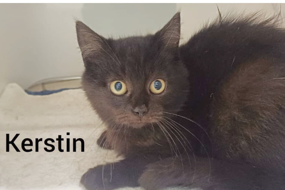 Koťata potřebují hodně času, aby si vybudovala důvěru k lidem.