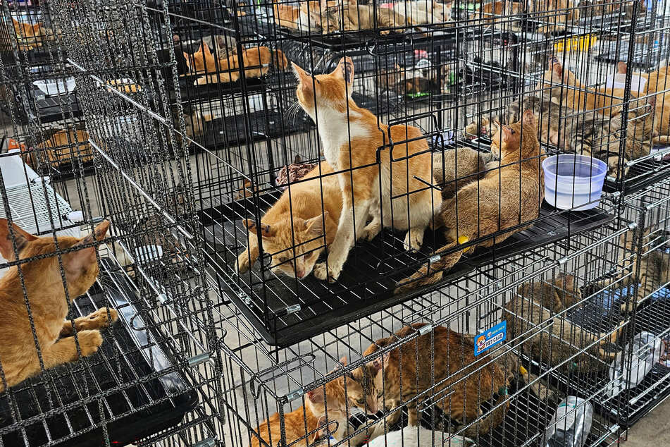 In nur 45 Käfigen waren mehr etwa 400 Katzen eingesperrt.
