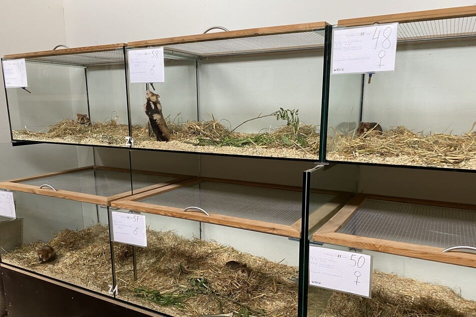 Im Leipziger Zoo wurden unter wissenschaftlicher Begleitung Hunderte Feldhamster gezüchtet, die nun freigelassen wurden.