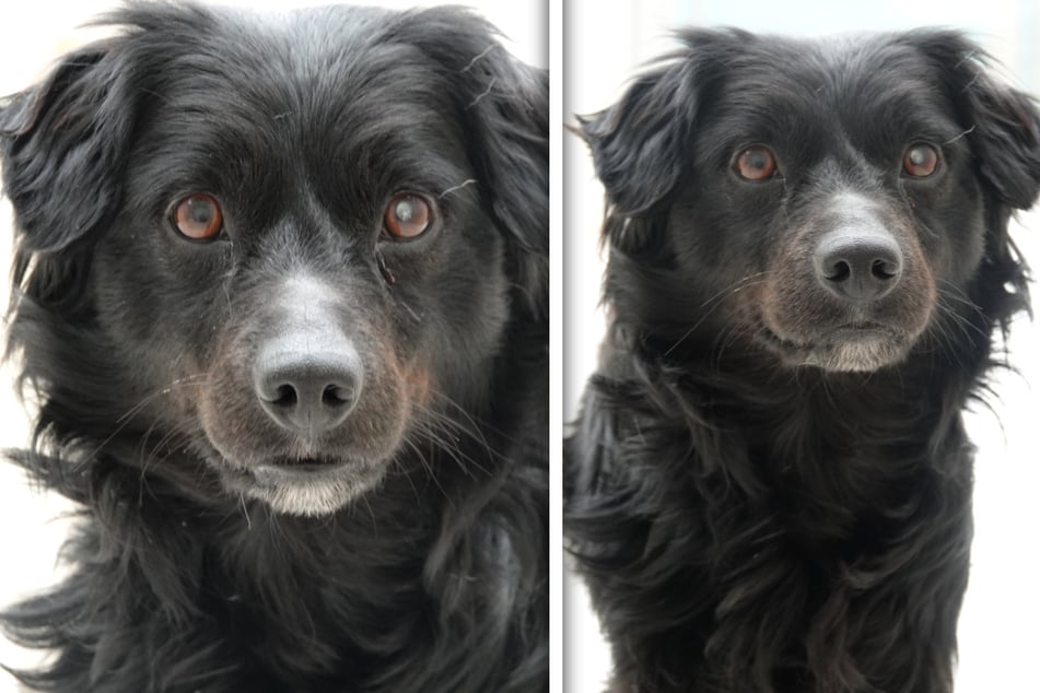 Auch Marley sitzt im Tierheim "Wau-Mau-Insel" in Kassel und würde sich über eine neue Familie sehr freuen.