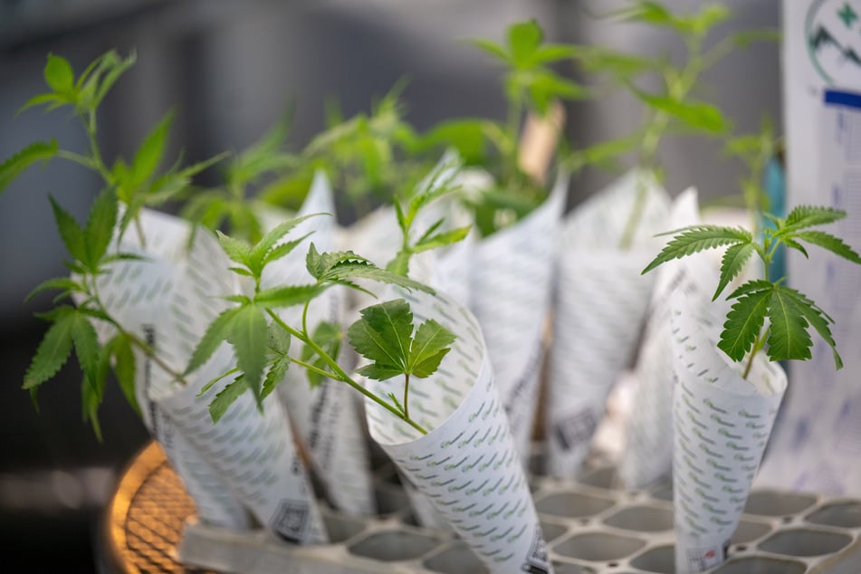 Berlin: Cannabis-Anbau: Bei dieser Behörde müssen zukünftig Genehmigungen beantragt werden!