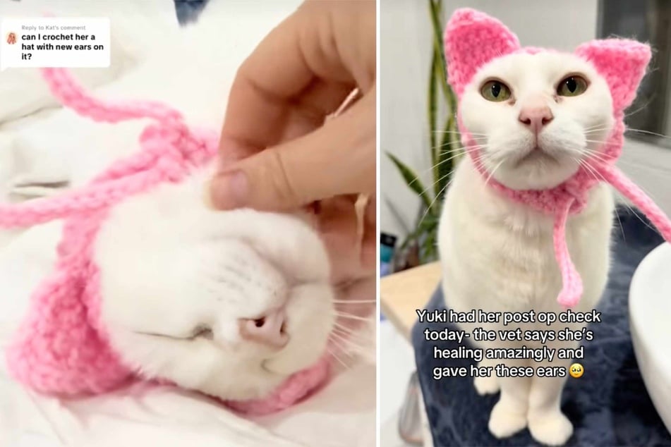 The vet gave Yuki a special gift at her post-op appointment – a pink knitted headband of "cat ears" to help her feel more like her old self again.