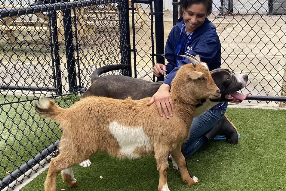 Because their owner fell ill, he could no longer take care of Cinnamon the goat and Felix the boxer mix.