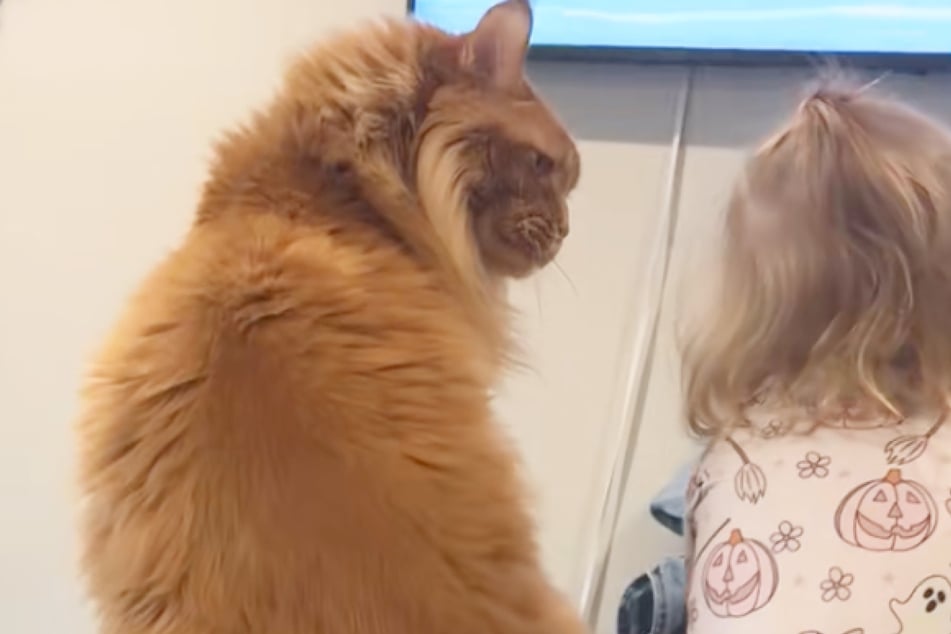 Maine-Coon erwischt Kind auf "seinem" Platz, dann geht alles ganz schnell