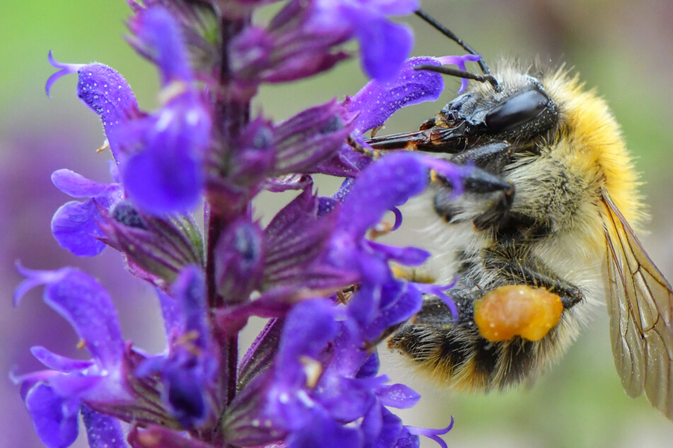 Biologe mahnt: Auch Wildbienen sind wichtig und sollten stärker geschützt werden