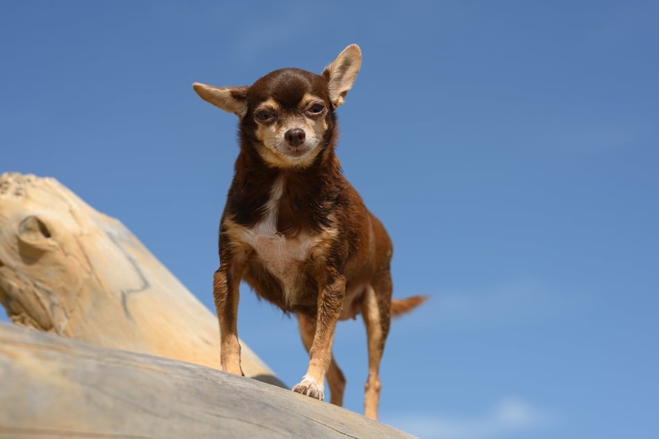 Gibt es eigentlich große Chihuahuas?