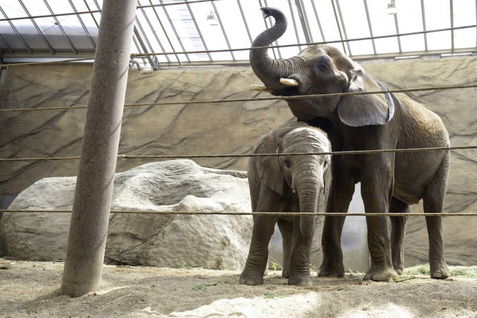 Elefantenkuh Cristina und ihr Sohn Neco werden zunächst hinter den Kulissen des Elefantenhauses an die neue Umgebung gewöhnt, ehe die Besucher sie zu sehen bekommen.