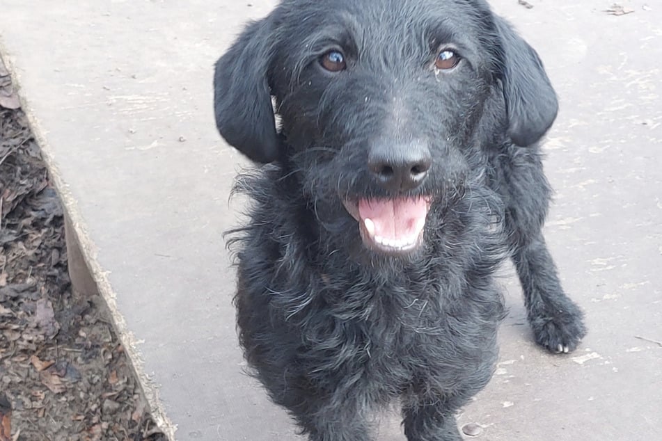 Narben am Hals, aber ein Herz voller Liebe: Dackel-Mix Yoki hofft auf sein Happy End