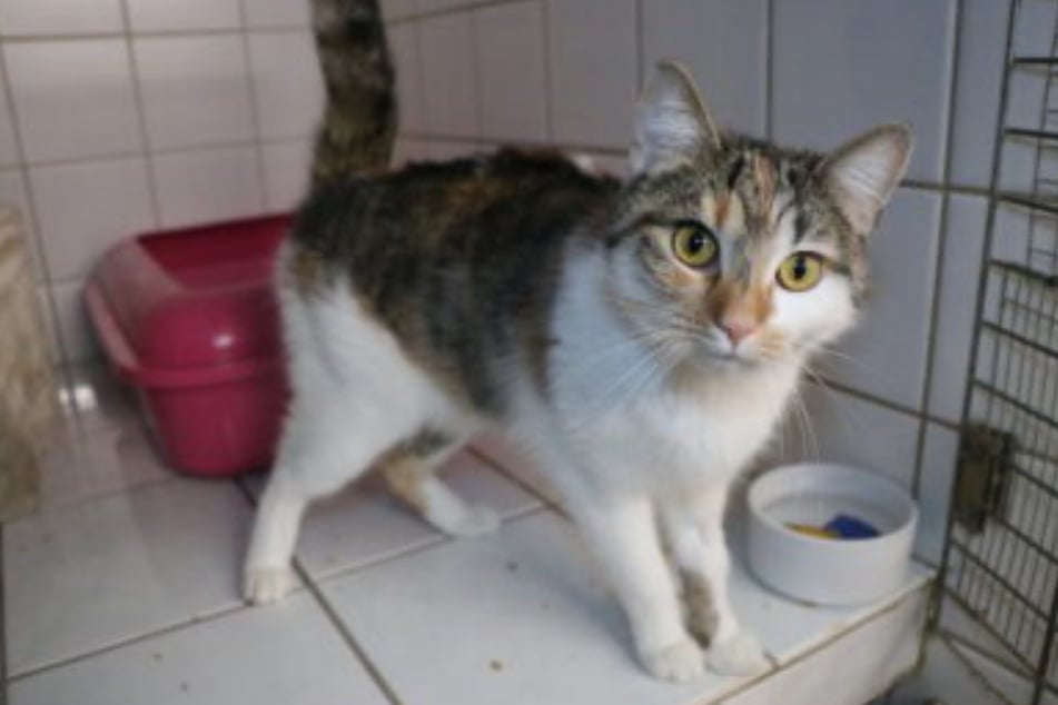 Anastasia wurde von ihren Besitzern in der Wohnung zurückgelassen und mehrere Wochen lang ohne Futter sich selbst überlassen, bevor sie ins Tierheim kam.