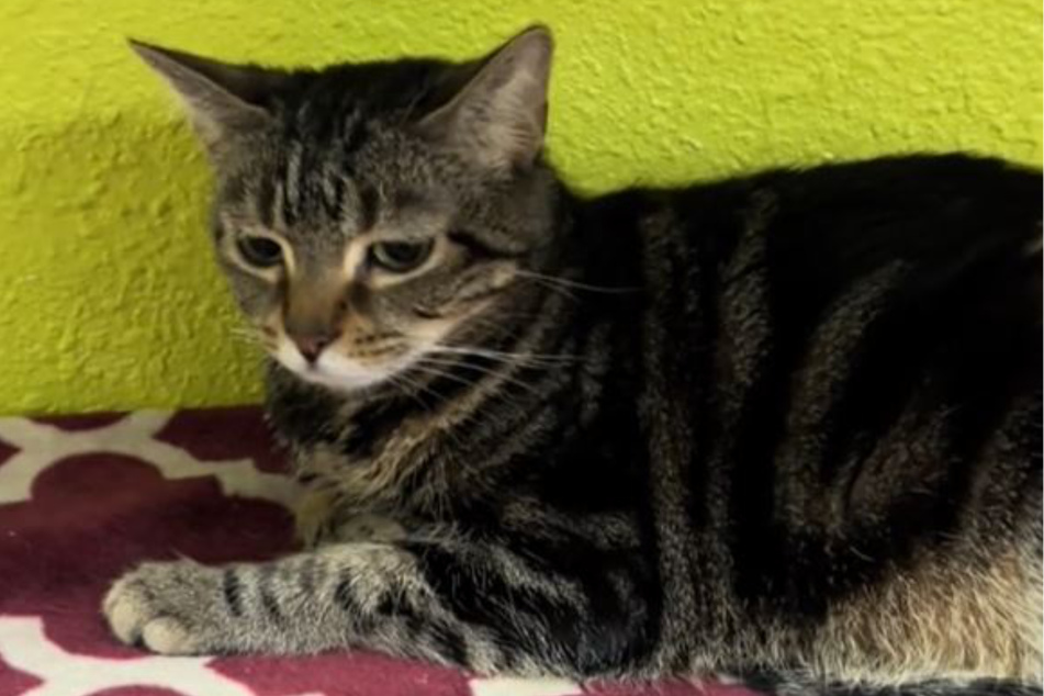 Fiona the cat was visibly sad after her adopter's returned her to the shelter.